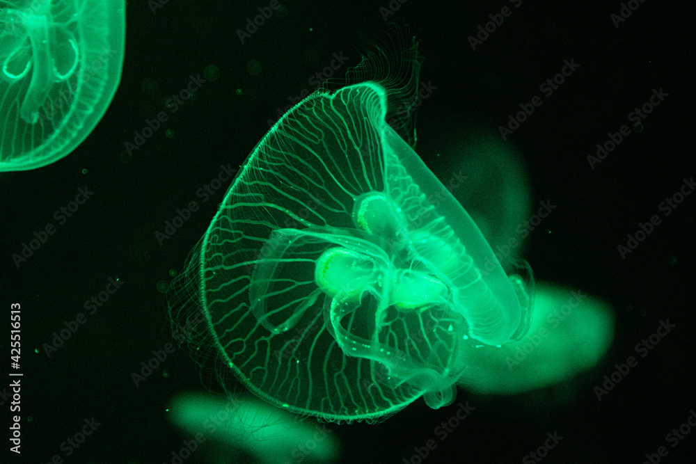 Fototapeta premium Close up Blubbler Jellyfish , Catostylus townsend , in the Aquarium