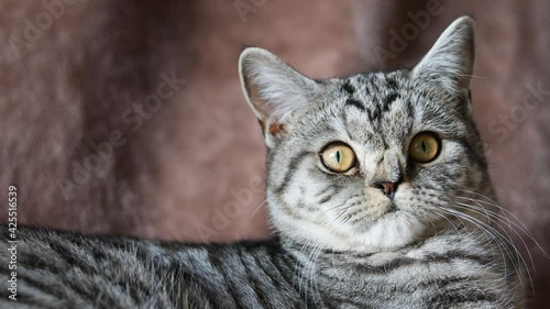 Funny striped Scottish fold cat with big eyes lying on sofa.