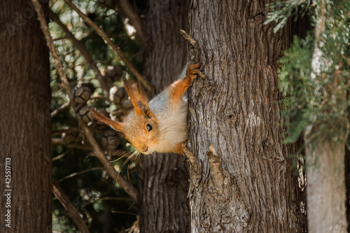 Funny squirrel close-up on a tree. The Eurasian red squirrel looks curiously straight at the camera. Tame squirrels live in the park and beg for nuts. Wild animal world. Coniferous trees © Anna Pismenskova