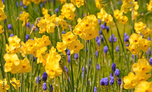 gelbe Narzissen Felder,  Frühlingsblumen, Blumen Landschaft, spring,  flower,  Frühling