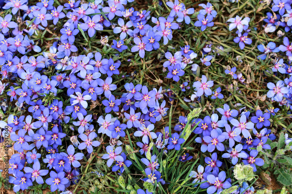 Obraz premium Beautiful meadow with Lysimachia Monelli flowers