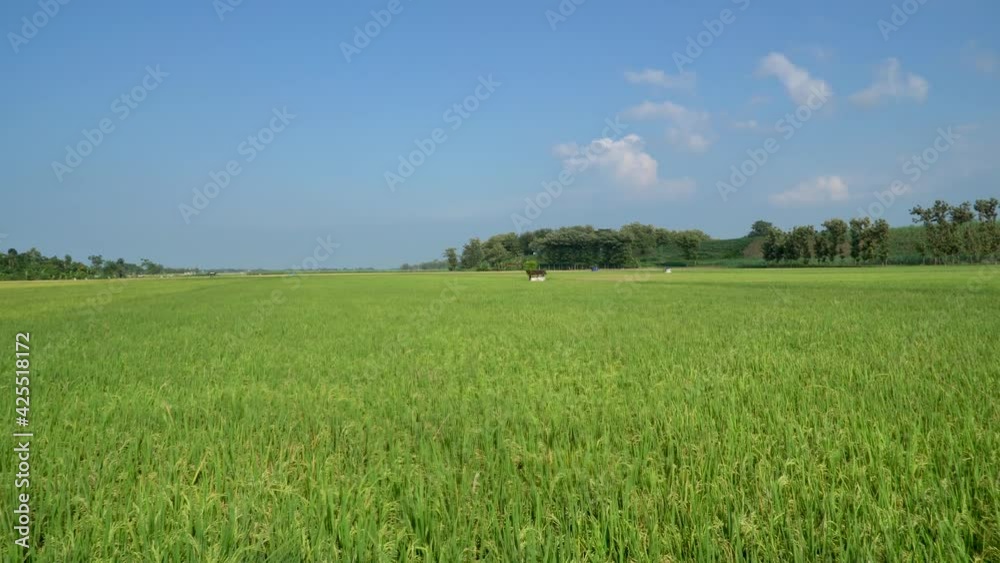 Beautiful Green rice field Swaying In The Wind. Beauty in nature Beautiful Green rice field Swaying In The Wind. Beauty in nature