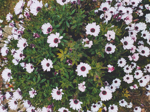 floral patter of dimorphoteca ecklonis, african daisy photo