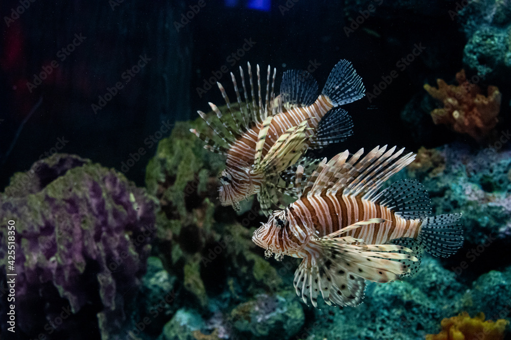 Close up Red Lionfish in the Aquarium Close up Red Lionfish in the Aquarium