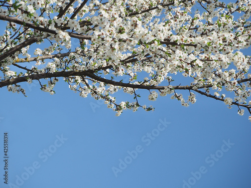 Spring blossom branch on sky blue background