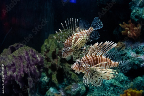 Close up Red Lionfish in the Aquarium