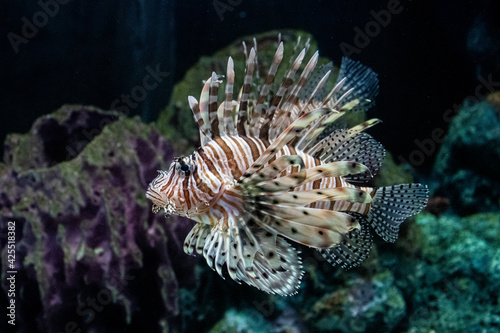 Close up Red Lionfish in the Aquarium