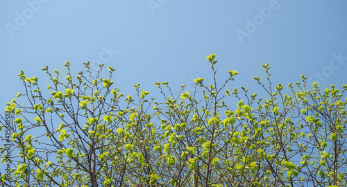 Spring tree buds against a blue sky background