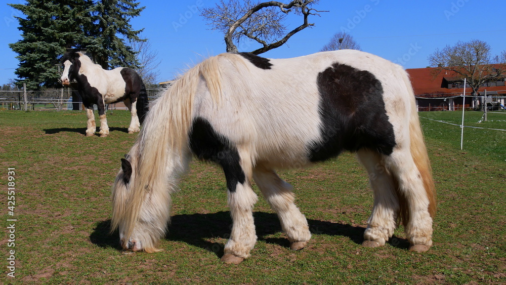 Obraz premium Ponys auf einer Weide