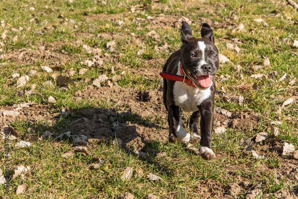friendly dog Pitbull terrier puppy. Little puppy American Pit Bull Terrier on meadow. friendly dog Pitbull terrier puppy. Little puppy American Pit Bull Terrier on meadow.