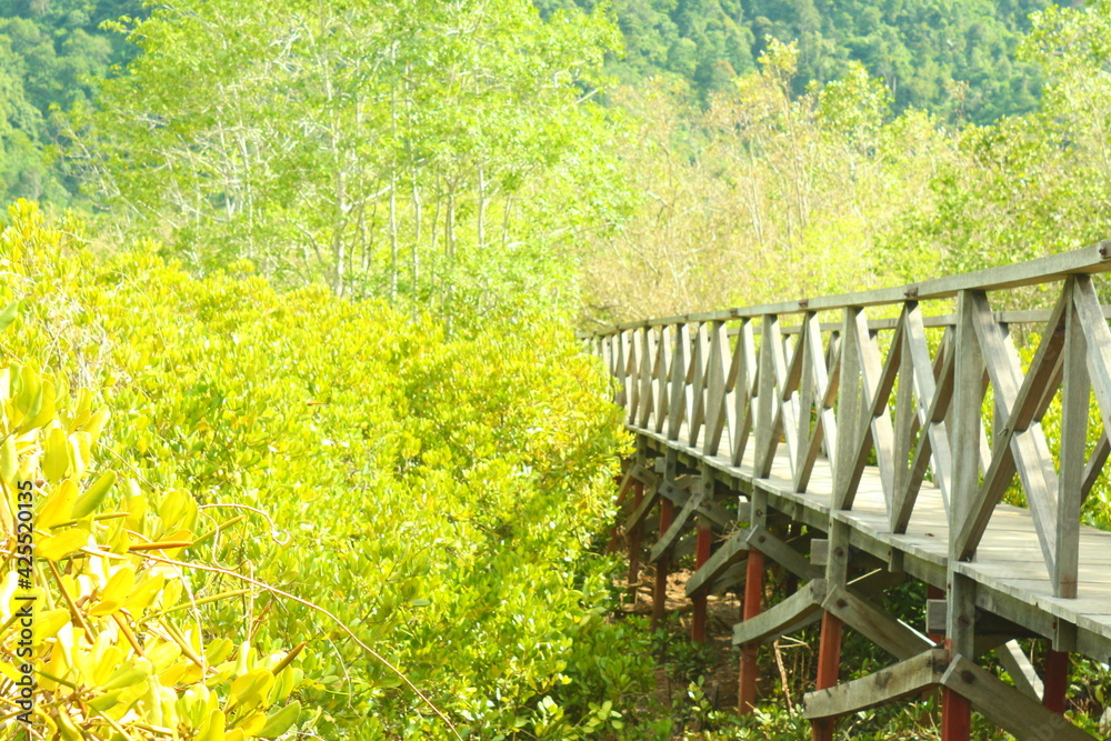 Fototapeta premium Mangrove Garden Wooden Bridge 