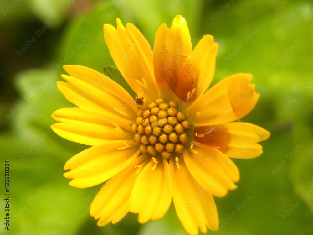 yellow flower