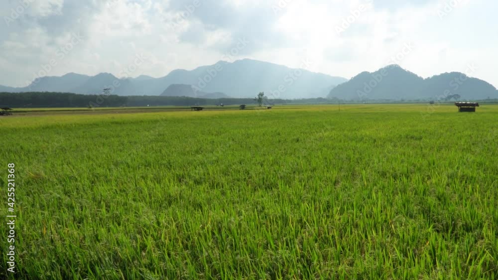 Beautiful Rice Fields With Mountains In Background. Beauty in nature Beautiful Rice Fields With Mountains In Background. Beauty in nature