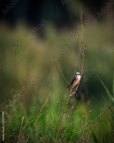 Red Backed Shrike