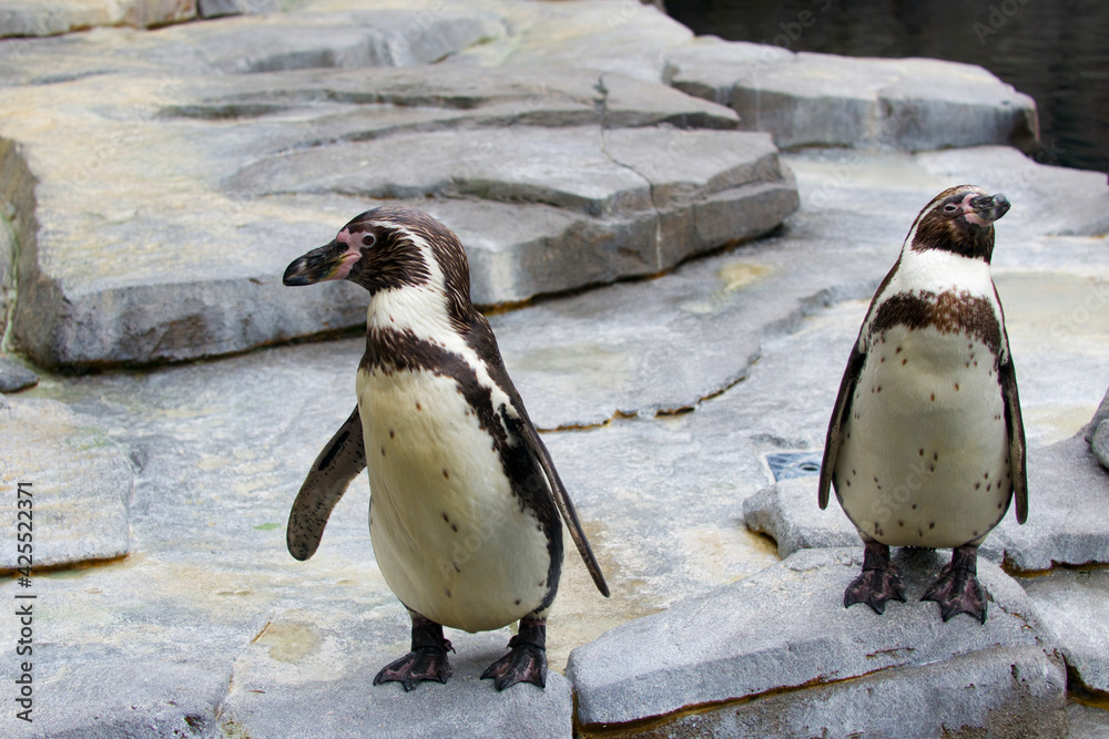 Naklejka premium Two Penguins standing on rocks