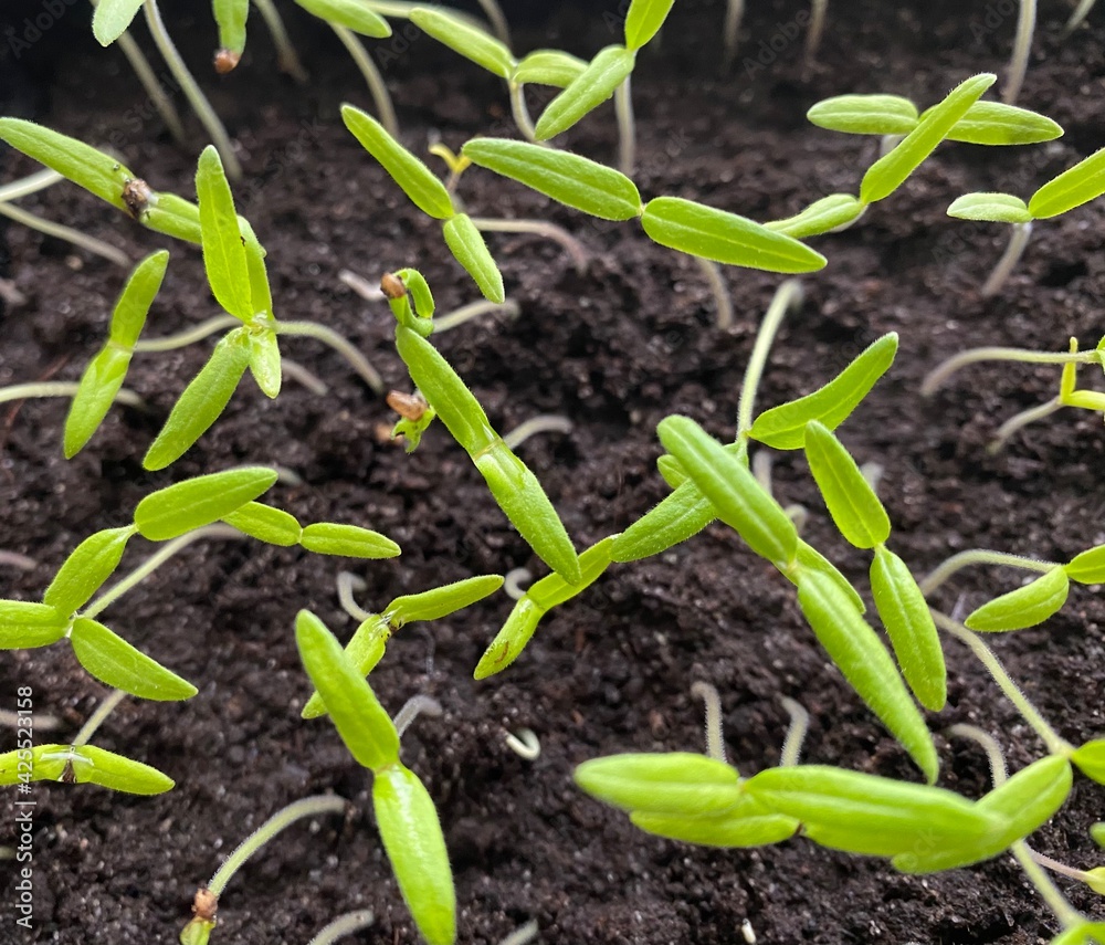 plants de tomates , semis dans terreau plants de tomates , semis dans terreau