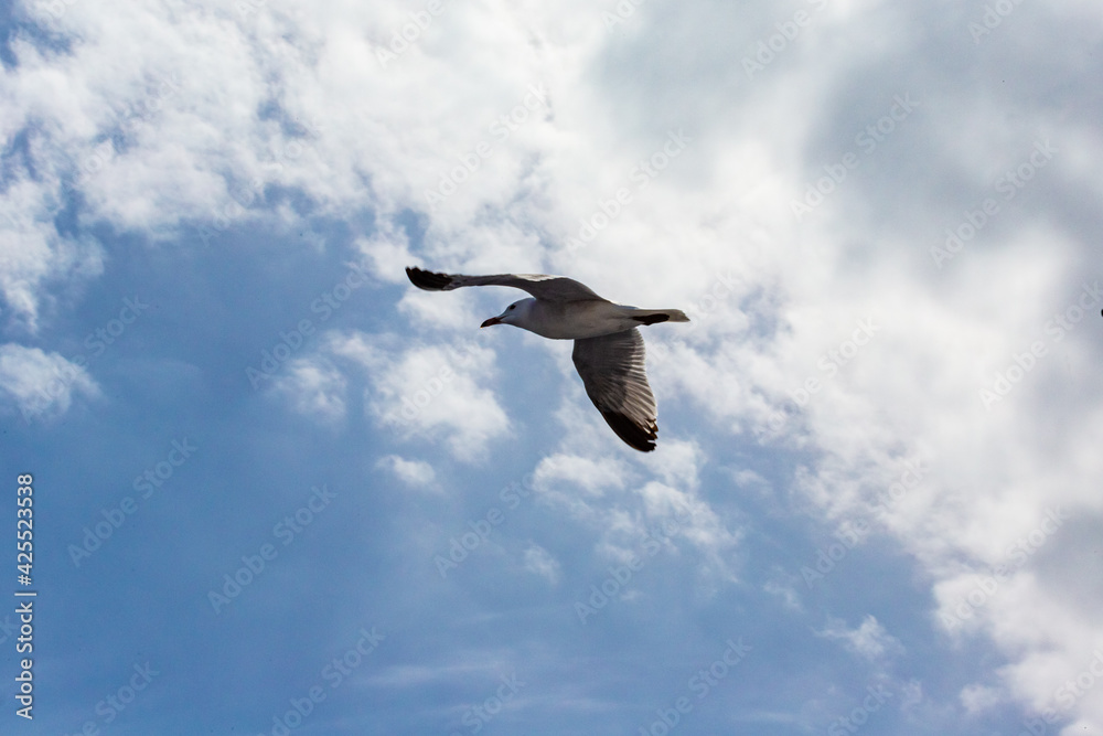 Obraz premium seagull flying