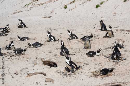 Fotografering Penguins colony nesting site. Male birds guarding eggs