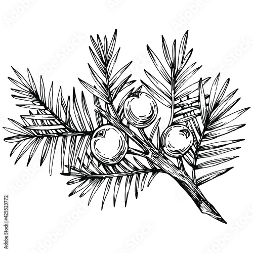 Juniper vector drawing. Isolated vintage illustration of berry on branch. Organic essential oil engraved style sketch. Beauty and spa, cosmetic ingredient. Great for label, poster, flyer, packaging