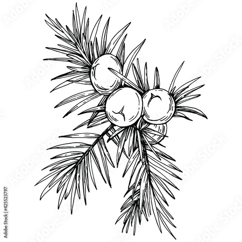 Juniper vector drawing. Isolated vintage illustration of berry on branch. Organic essential oil engraved style sketch. Beauty and spa, cosmetic ingredient. Great for label, poster, flyer, packaging