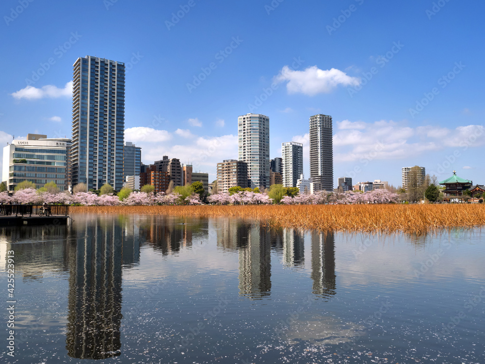 Obraz premium 満開の桜と不忍池 東京都上野公園