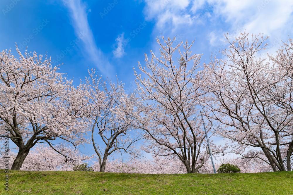 満開の桜並木(東伊豆クロスカントリーコース)