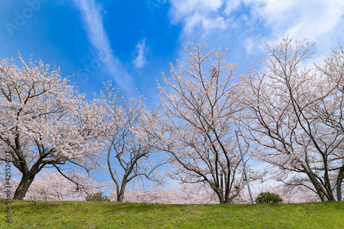 満開の桜並木(東伊豆クロスカントリーコース)