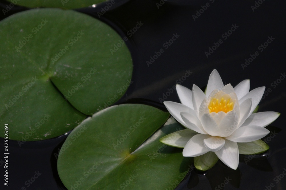 白色の睡蓮 白色の睡蓮
