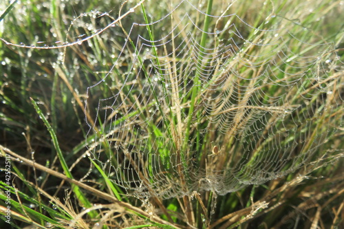 Closeup photograph of a spiderweb spun in green grass, covered with dew drops glistening in the sun rays looking like a web of tiny sparkling diamond pearls. Photo was taken in autumn in South Africa 