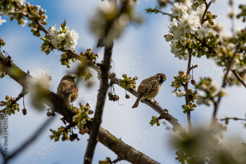 Sparrow bird perched on blossoming cherry tree branch during spring. House sparrow female songbird (Passer domesticus) during spring.