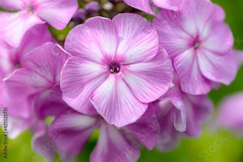 pink phlox flowers in garden © Elena Umyskova
