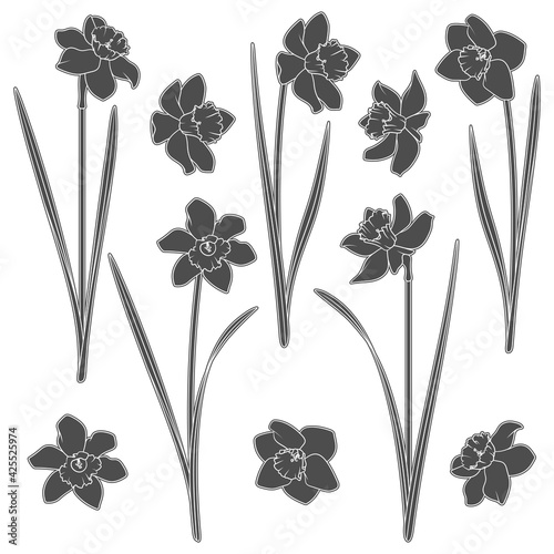 Set of black and white illustrations with a narcissus. Isolated vector objects on a white background.
