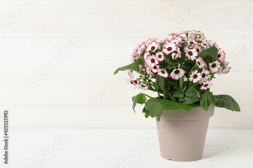 Beautiful cineraria plant in flower pot on white table. Space for text