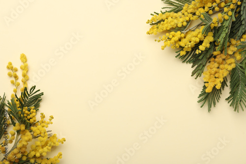 Beautiful mimosa flowers on beige background  flat lay. Space for text