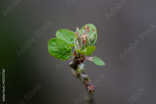 bud of a tree