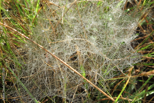 Closeup photograph of a spiderweb spun in green grass, covered with dew drops glistening in the sun rays looking like a web of tiny sparkling diamond pearls. 