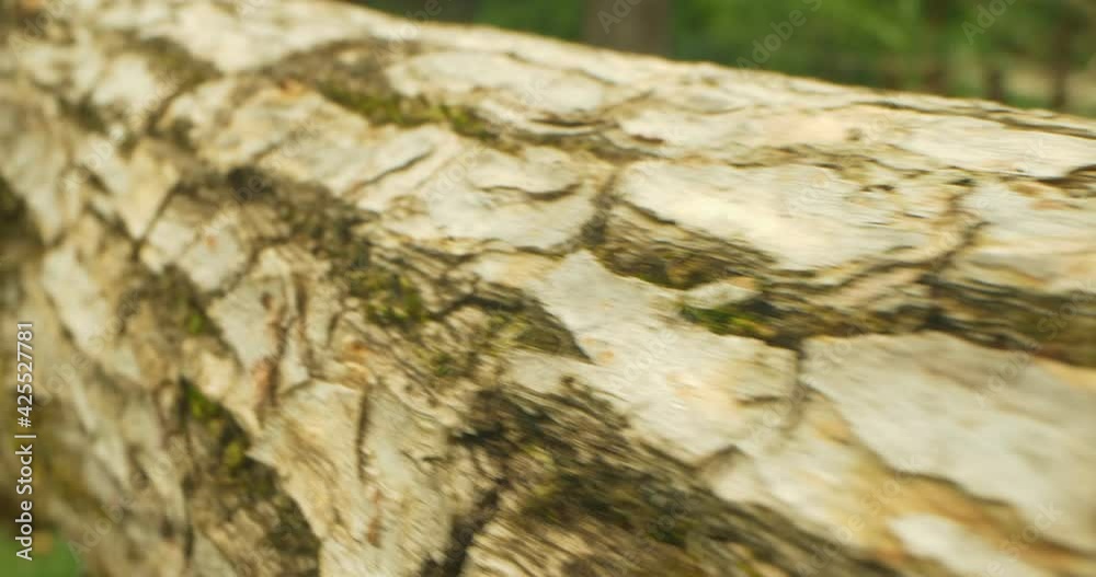 detailed extreme close-up on a tree trunk. texture background. detailed extreme close-up on a tree trunk. texture background.