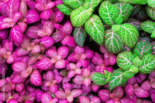 Mix of fittonia albivenis plants, green and neon pink color. .Tropical houseplant top view. Colorful leaf texture, for background.