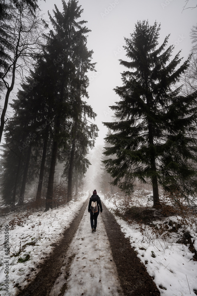 Stroll in the Forest Stroll in the Forest