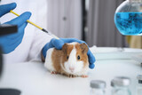 Scientist with syringe and guinea pig in chemical laboratory, closeup. Animal testing