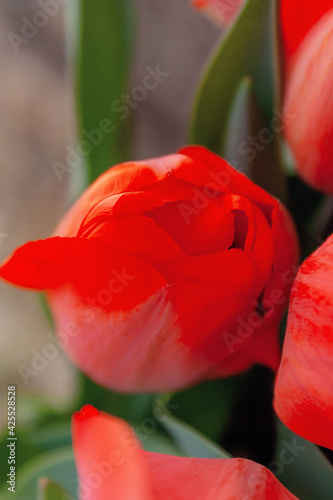 unopened buds of beautiful red tulips close up