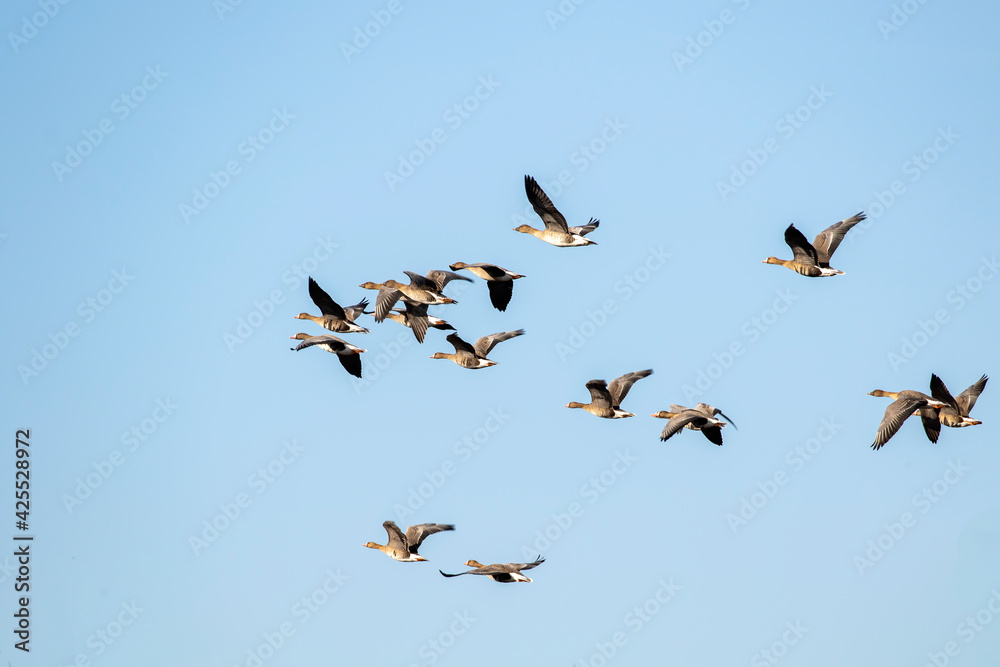 A mixed flock of bean geese (Anser fabalis) and greater white- fronted geese (Anser albifrons)  flying by during their migration. Estonia, Northern Europe
