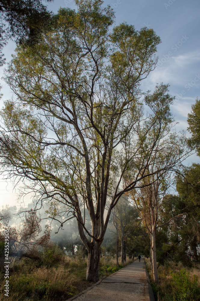 large tree next to the entrance walk to the mansion large tree next to the entrance walk to the mansion