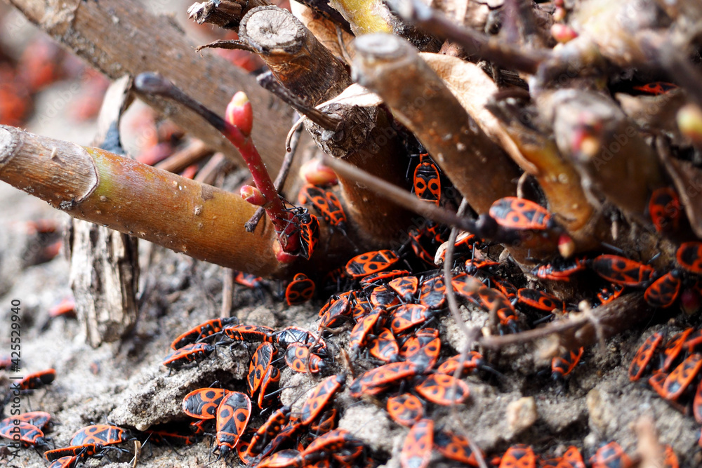 the soldier bug. close up red and black beetles soldier bugs crawl on the ground in the branches from a tree side view . insects the soldier bug. close up red and black beetles soldier bugs crawl on the ground in the branches from a tree side view . insects