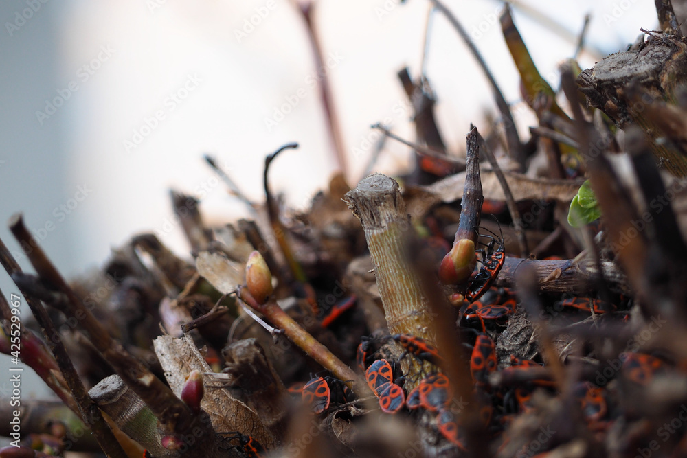 the soldier bug. close up red and black beetles soldier bugs crawl on the ground in the branches from a tree side view . insects the soldier bug. close up red and black beetles soldier bugs crawl on the ground in the branches from a tree side view . insects