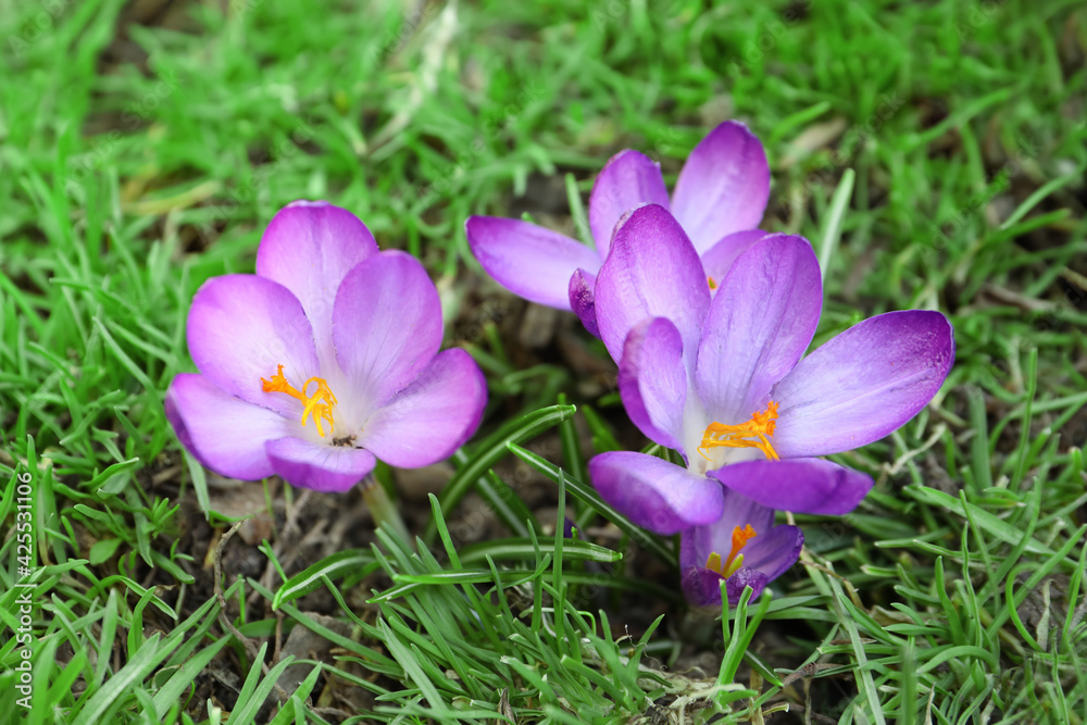 Beautiful purple crocus flowers growing in garden Beautiful purple crocus flowers growing in garden