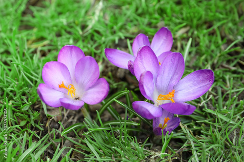 Beautiful purple crocus flowers growing in garden