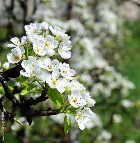 Weiße Blüten eines Birnenbaumes im Sonnenlicht - Frühling - Blütezeit in Lana bei Meran - Südtirol