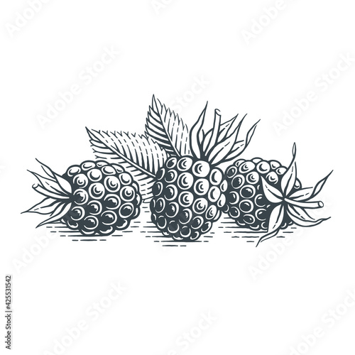 Fototapeta Naklejka Na Ścianę i Meble -  Blueberries. Hand drawn engraving style vector illustration.