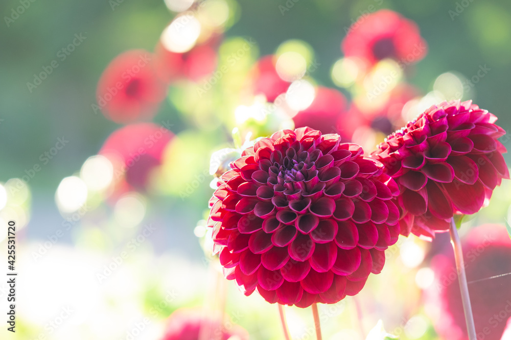 ダリア ポンポンダリア Dahlia Stock Photo Adobe Stock